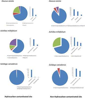 Endophytic Bacterial Community Structure and Function of Herbaceous Plants From Petroleum Hydrocarbon Contaminated and Non-contaminated Sites